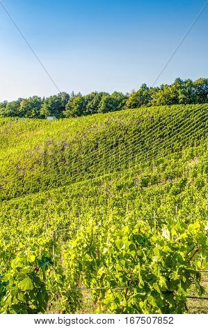 Vineyard In Summer