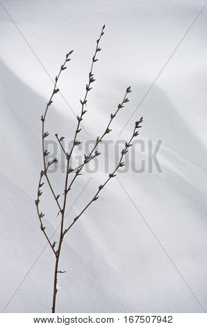 Dried plant in winter against large snowdrift in background at mountain Kozomor, Serbia