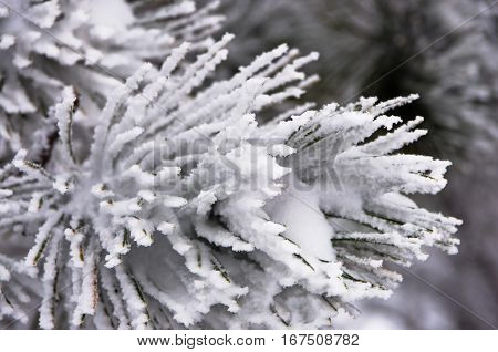 Detail from conferious tree covered with snow in winter at mountain Kozomor, Serbia
