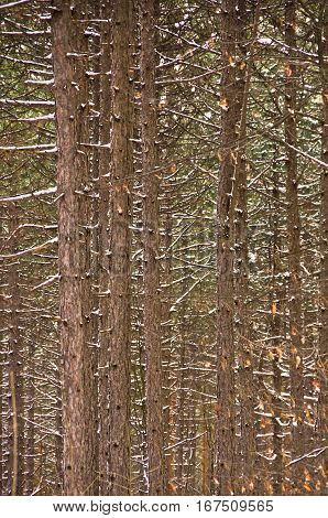 Detail of pine forest at mountain Kozomor in winter, Serbia