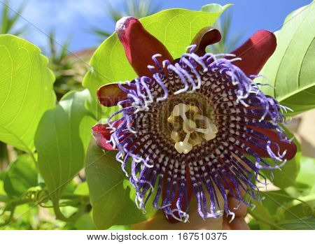 Passion flower (Passiflora edulis) plant close up.