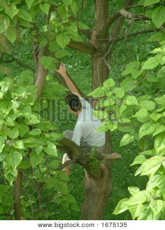Un árbol que sube