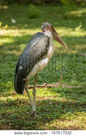 Wading bird Marabou stork or Leptoptilos crumenifer preched on a tree against blue sky