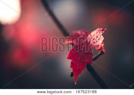 Single wet maple leaf after the rain
