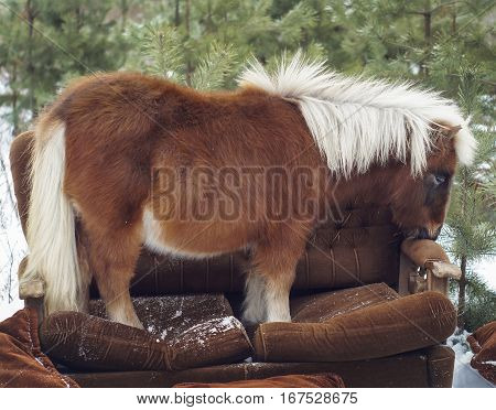 red pony with white mane and tail sitting on the sofa in the forest on the background of Christmas trees in the winter