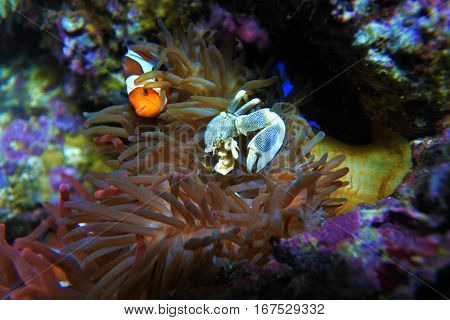 Anemony crab and clown fish. Live and hide from predators in sea anemones.
