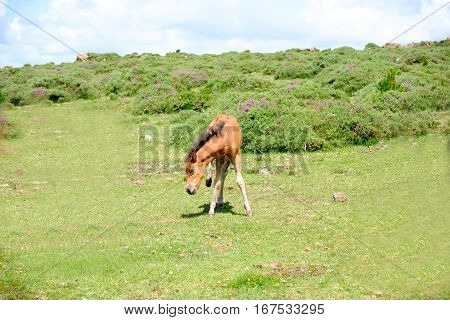 Horses In Freedom