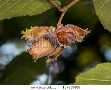 The fruit nut autumn bush at summer