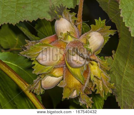 The fruit nut autumn bush  at summer