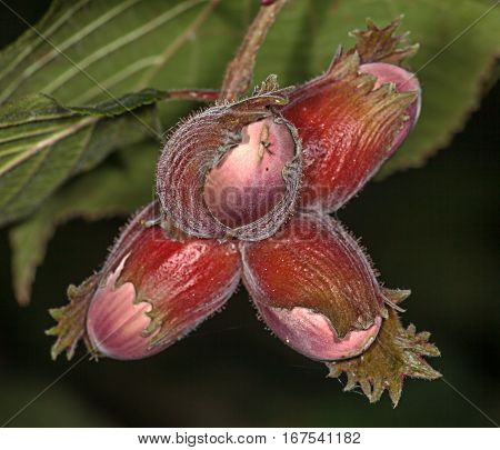 The fruit nut autumn bush  at summer