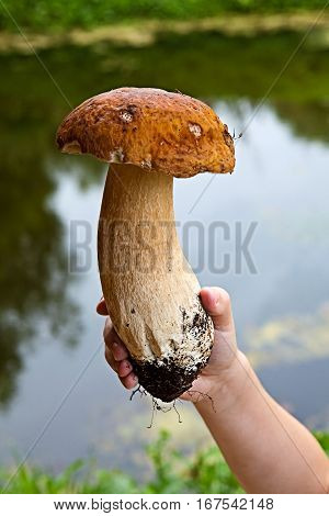 Very large white mushroom in hand of сhild