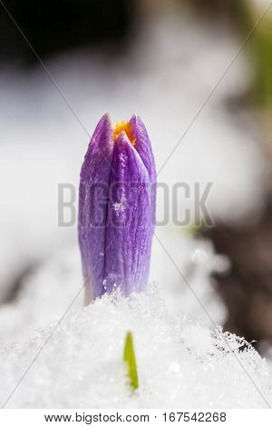 Violet crocuses growing up through the snow in early spring close-up
