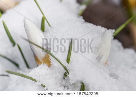 White crocuses growing up through the snow in early spring close-up