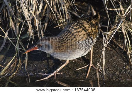 Water Rail (rallus Aquaticus) On The Riverside
