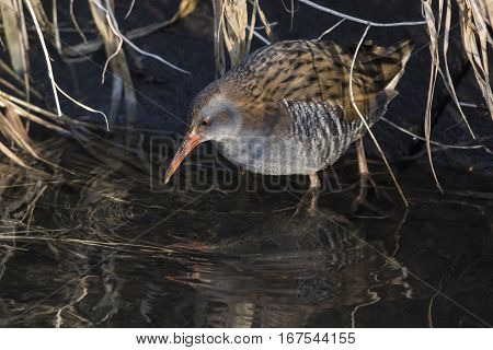 Water Rail (rallus Aquaticus) On The Riverside