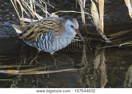 Water Rail (rallus Aquaticus) On The Riverside
