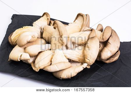 Small group of fresh oyster mushrooms. Studio Photo