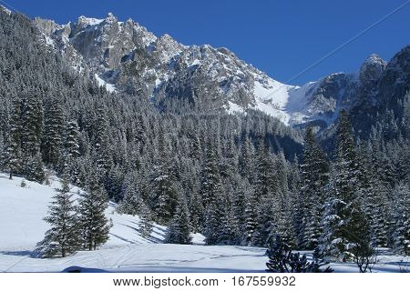 Tatra mountains trees and snow. Winter in Poland.