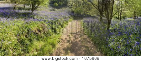 Sentiero Bluebell Wood