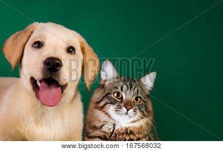 Cat and dog, siberian kitten and golden retriever looks at right.