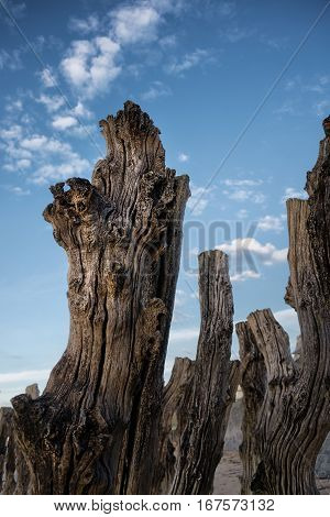 Old tree trunks breakwater on sandy beach in Saint-Malo, Bretagne France