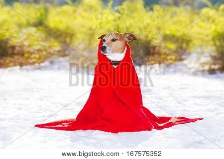 Freezing Icy Dog In Snow