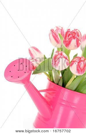 bouquet de tulipes roses isolé sur fond blanc
