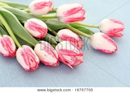 bouquet de tulipes roses sur fond bleu