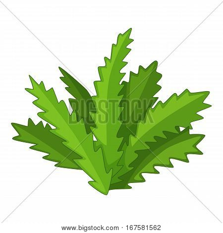Longifolia cactus icon. Cartoon illustration of longifolia cactus vector icon for web