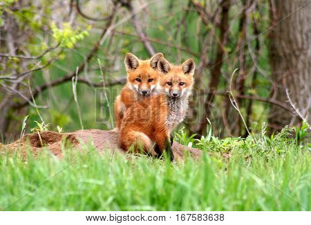 Brotherly love - red fox kits sitting close together near their den