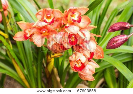 orange cymbidium flower, beauty in nature