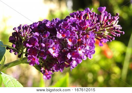 Butterfly Bush Buddleja Buddleia Purple flowers in bloom in garden