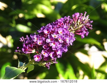 Butterfly Bush Buddleja Buddleia Purple flowers in bloom in garden