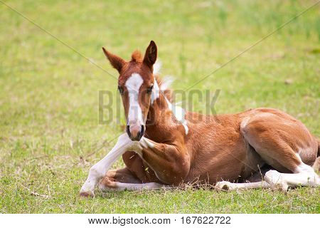 young colt sitting in a pasture trying to get up