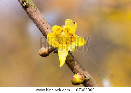 blooming wintersweet flower yellow chimonanthus fragrans closeup