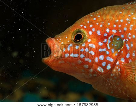 Beautiful big fish catches particles of food in the aquarium. Portrait Hemichromis lifalili
