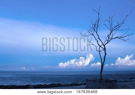 Lonely tree on the beach near deep blue sea. Evening seascape with naked tree and stone beach. Image of lonely tree on empty tropic beach with rocks and sea. Fluffy clouds in blue sky above dark sea.