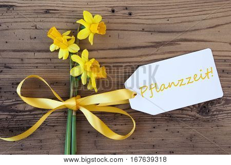 Label With German Text Pflanzzeit Means Planting Season. Yellow Spring Narcissus Or Daffodil With Ribbon. Aged, Rustic Wodden Background. Greeting Card For Spring Season