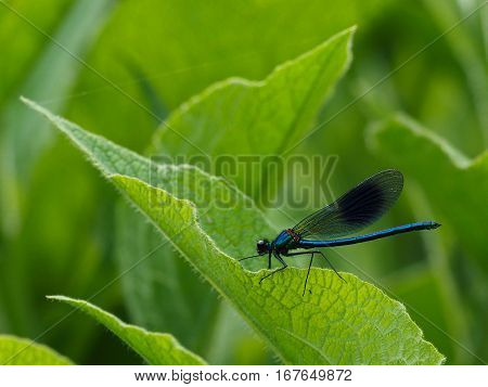 Dark blue Dragonfly resting on a leave