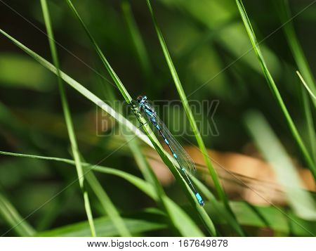 Black and blue dragonfly resting on a straw