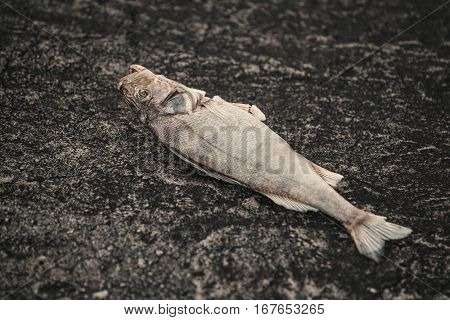 Bloated dead poisoned fish lies on the bank of the river. Environmental pollution. The impact of toxic emissions in the aquatic environment.