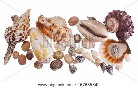 There are many different, beautiful seashells isolated on white background.
