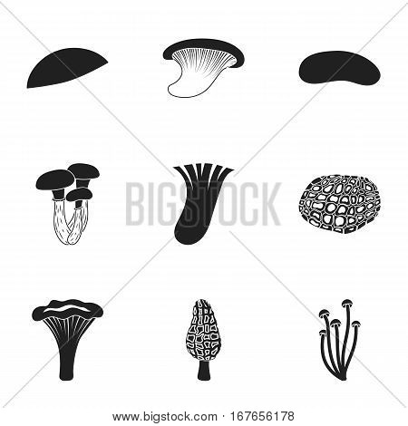 Mushroom set icons in black style. Big collection of mushroom vector symbol stock