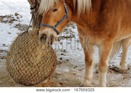 horse hay snow winter cabin traditional alpine life