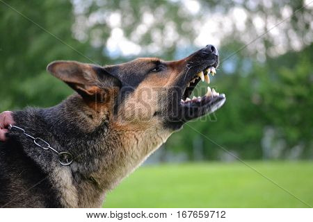 Side profile of Barking Sheepdog - dog owner holding dog on chain