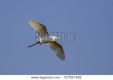 Image of egret flying in the sky. Heron. Wild Animals.
