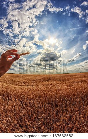 Man holds ears of corn in his hand. A field of wheat in the background. First-person view.