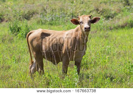 Image of brown cow on nature background. Farm Animam.
