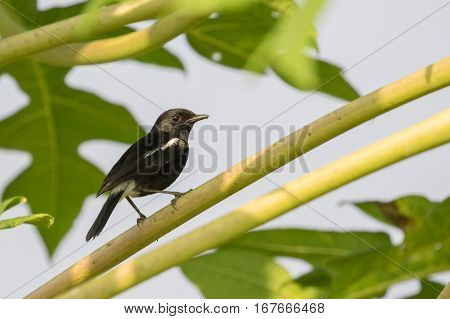 Image of magpie perched on tree branch. in forest Thailand.