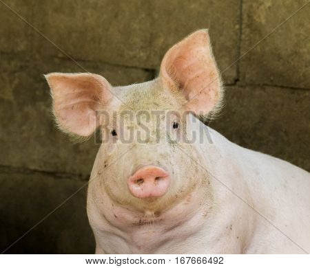Image of a pig in the farm. Farm Animam.